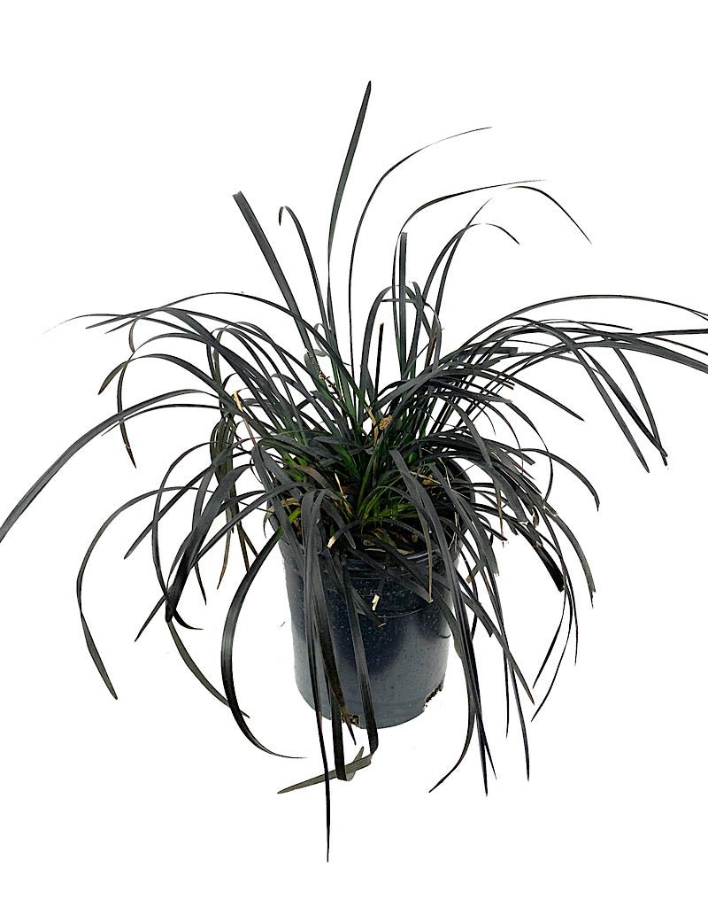 Ophiopogon planiscapus 'Nigrescens' - Perennials