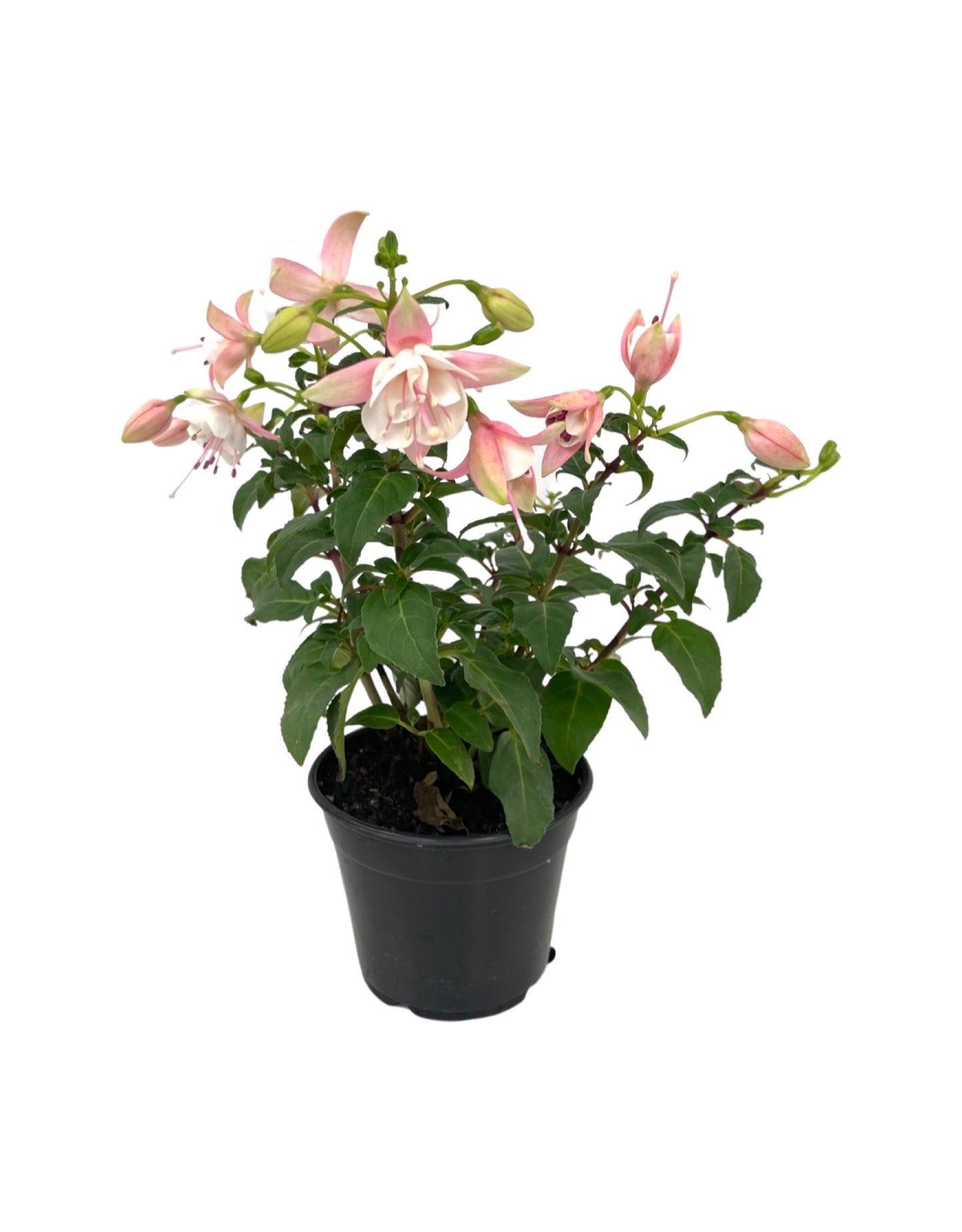 Fuchsia 'Windchimes' 4 Inch - The Garden Corner