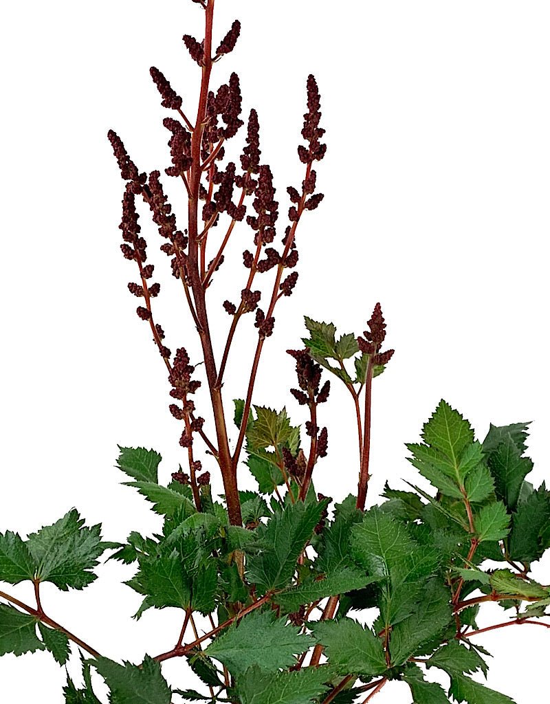 Astilbe chinensis 'Vision in Red' 1 Gallon - The Garden Corner