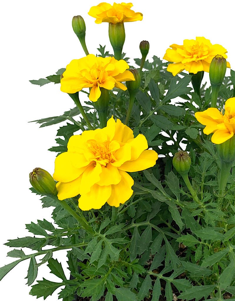 Marigold 'Safari Yellow' Jumbo Traypack - The Garden Corner