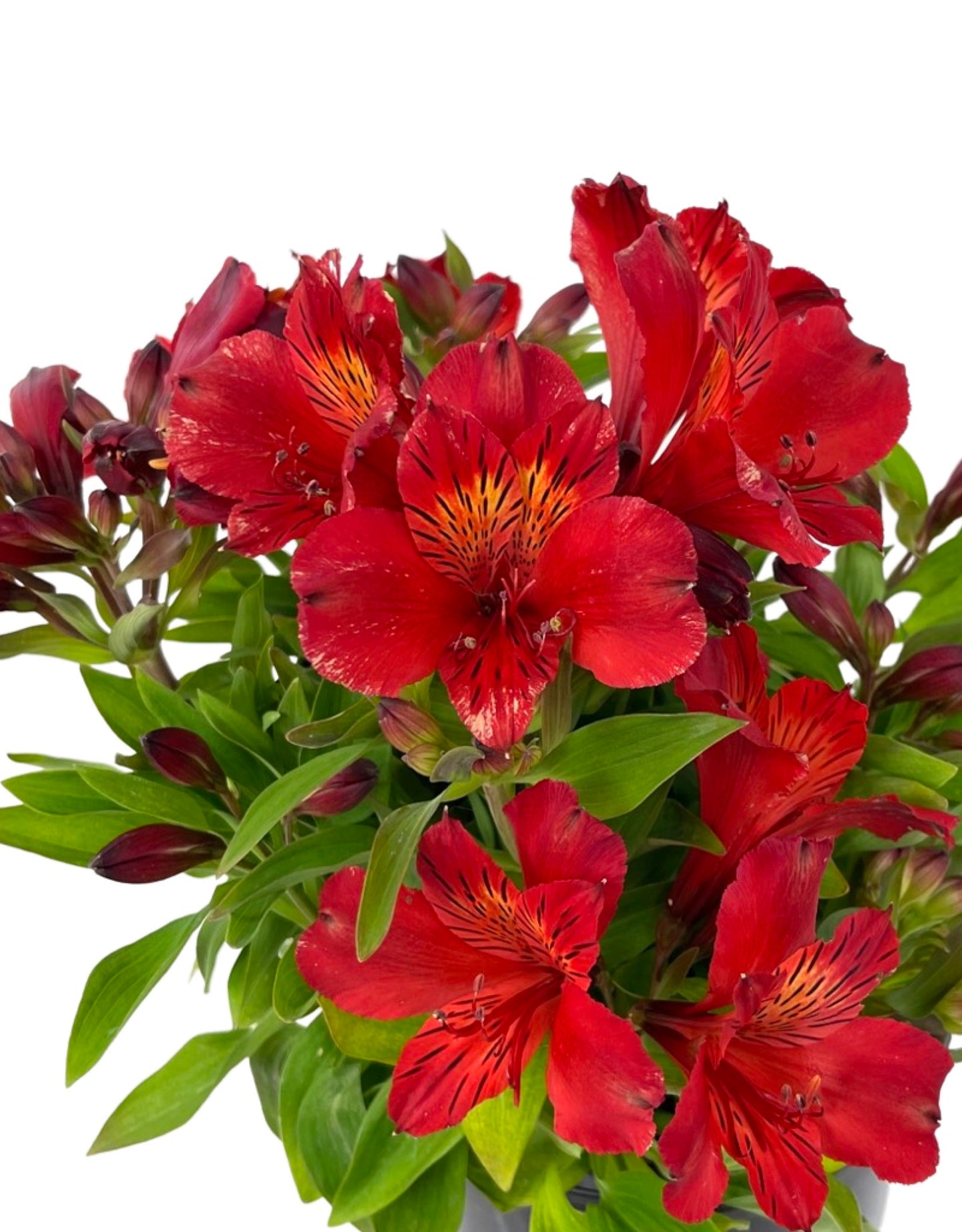 Alstroemeria 'Inca Fire' - The Garden Corner