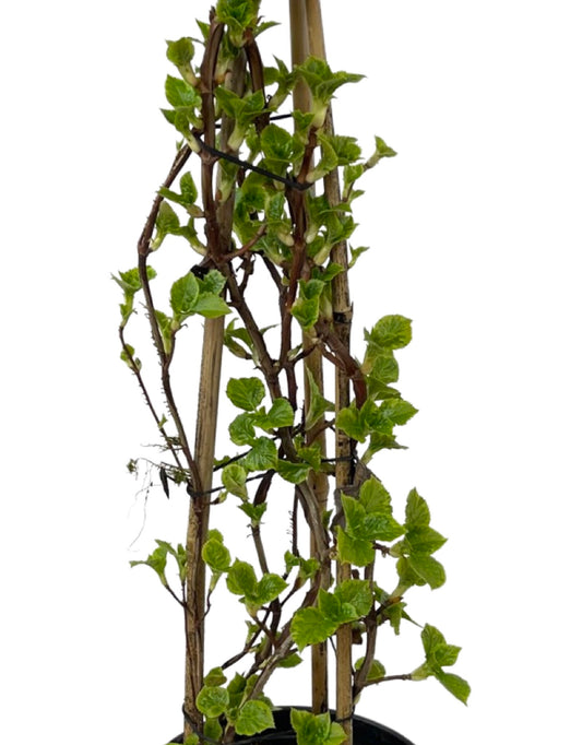 Hydrangea anomala petiolaris 'Miranda' Staked - The Garden Corner