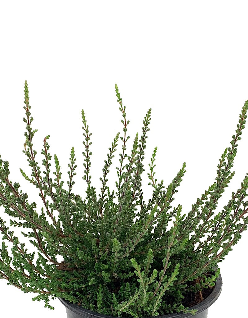 Calluna vulgaris 'Zalina' 4 inch