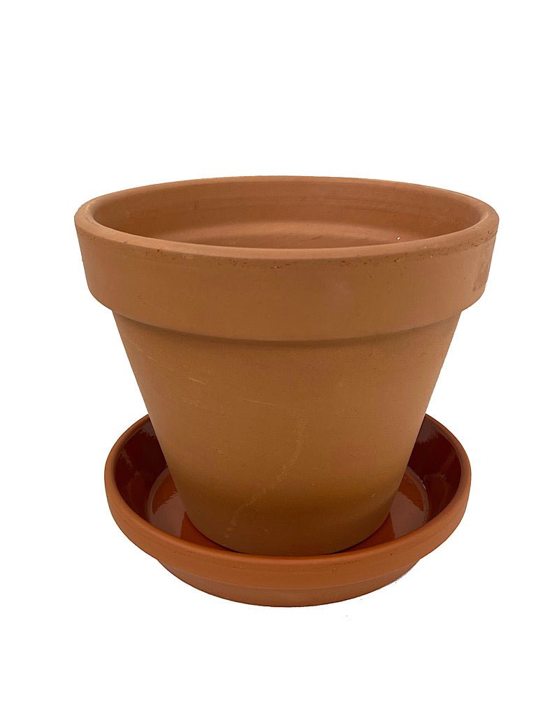Glazed Terracotta Saucer - The Garden Corner
