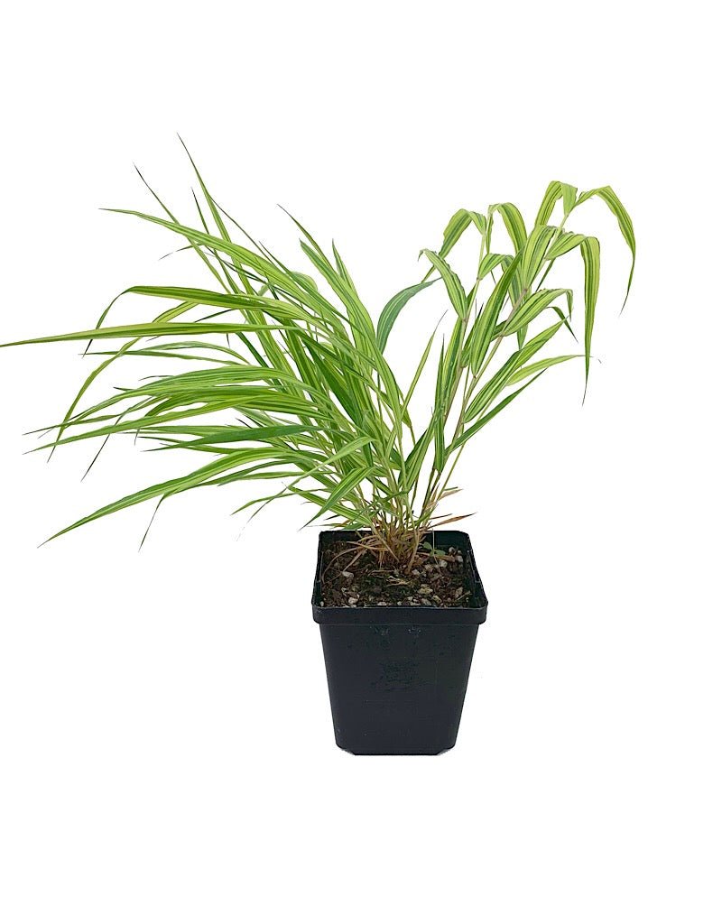 Hakonechloa macra 'Aureola' - The Garden Corner