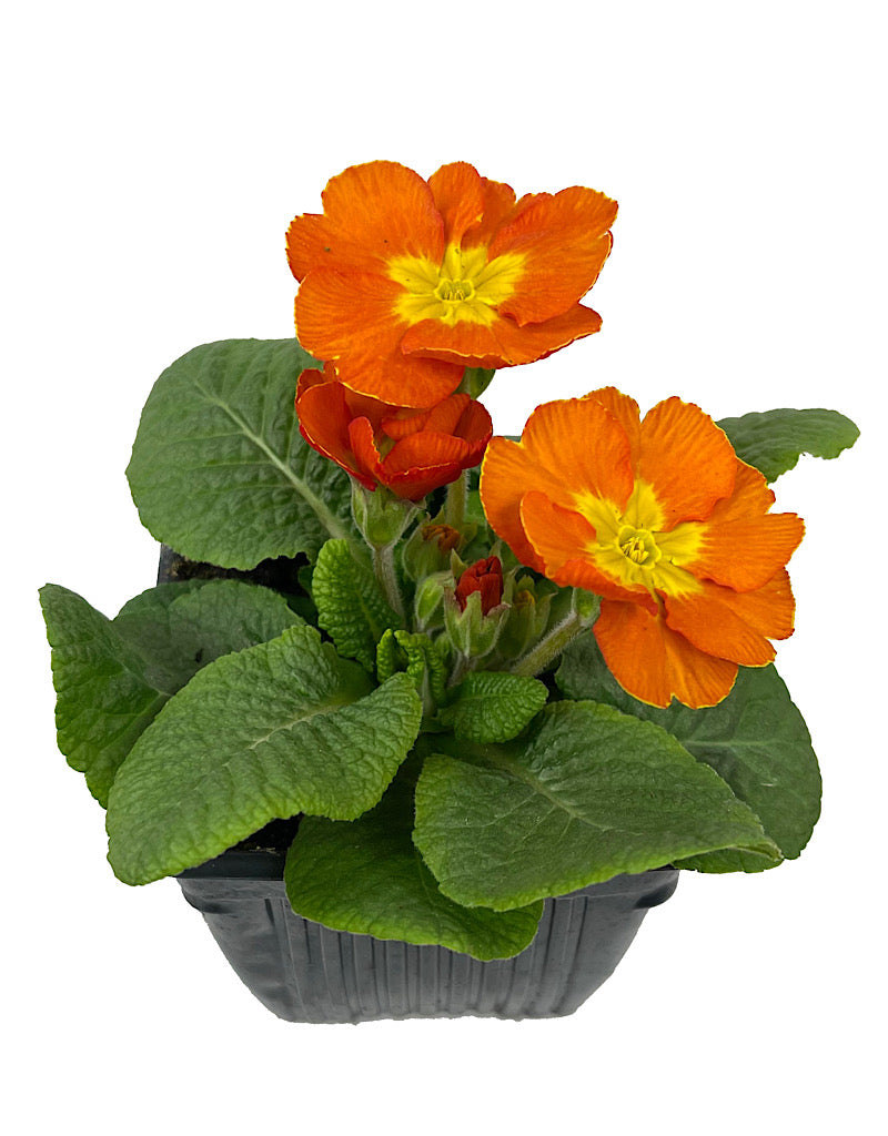 Primrose