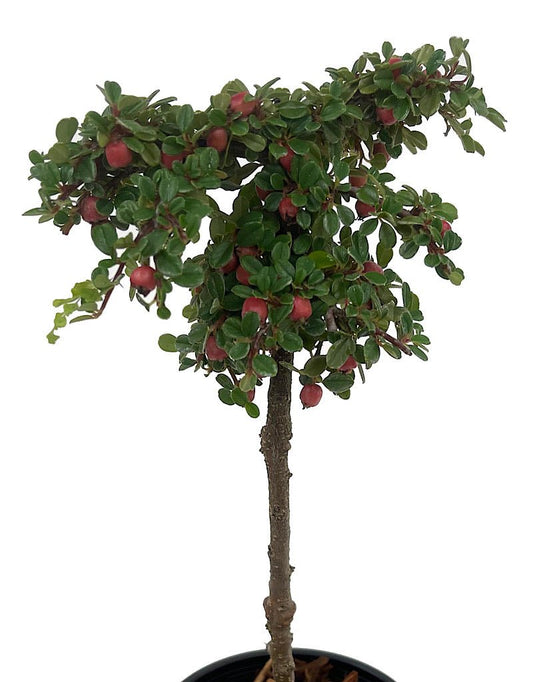 Cotoneaster dammeri 'Strieb's Findling' Topiary Ball 4 Inch - The Garden Corner