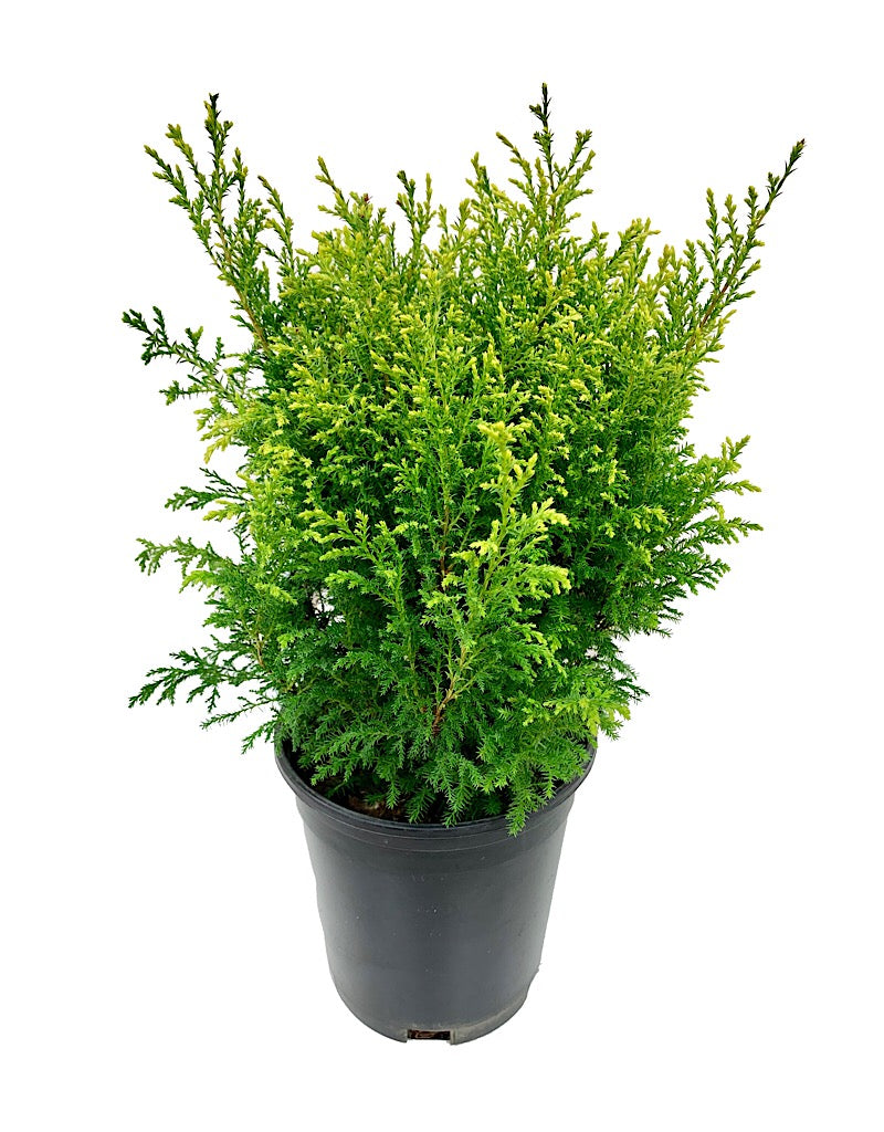 Chamaecyparis pisifera 'Cream Ball' 1 gal