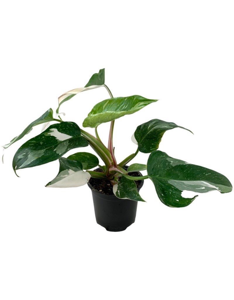 Philodendron 'White Princess' - House Plants