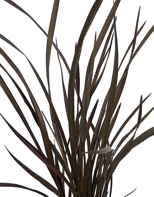 Phormium 'Platt's Black' - The Garden Corner