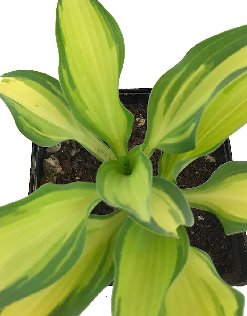 Hosta 'Moonstruck' 4 inch