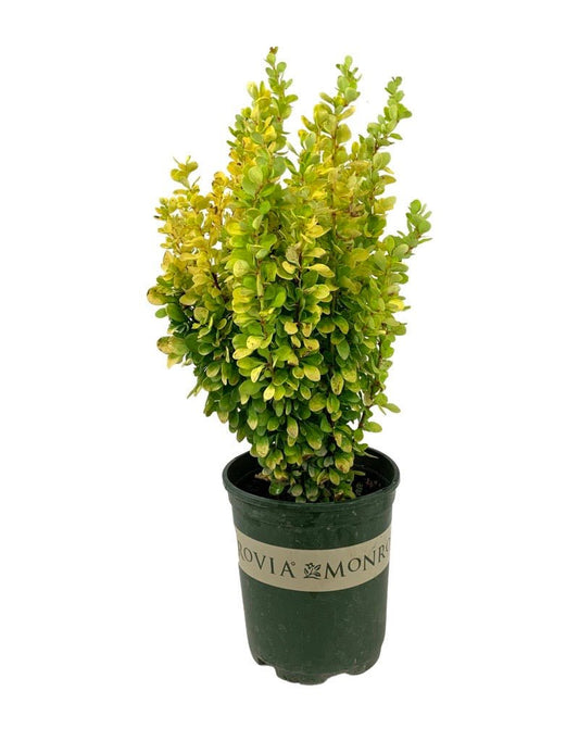 Berberis thunbergii 'Golden Rocket' - The Garden Corner