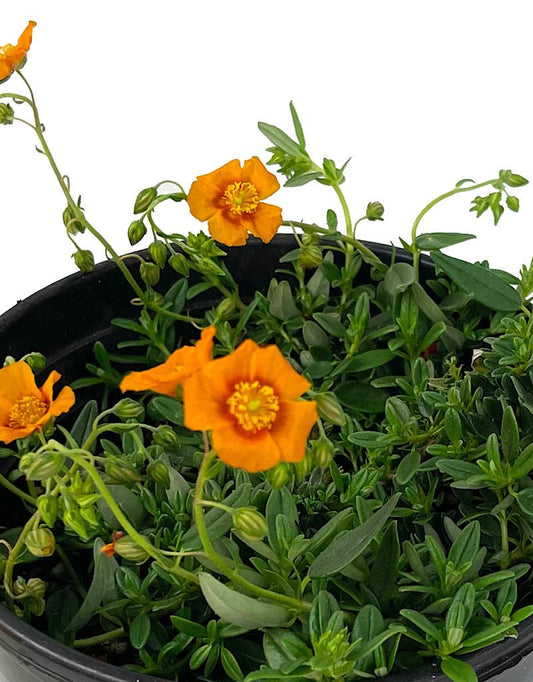 Helianthemum 'Ben Nevis' 1 Gallon - The Garden Corner
