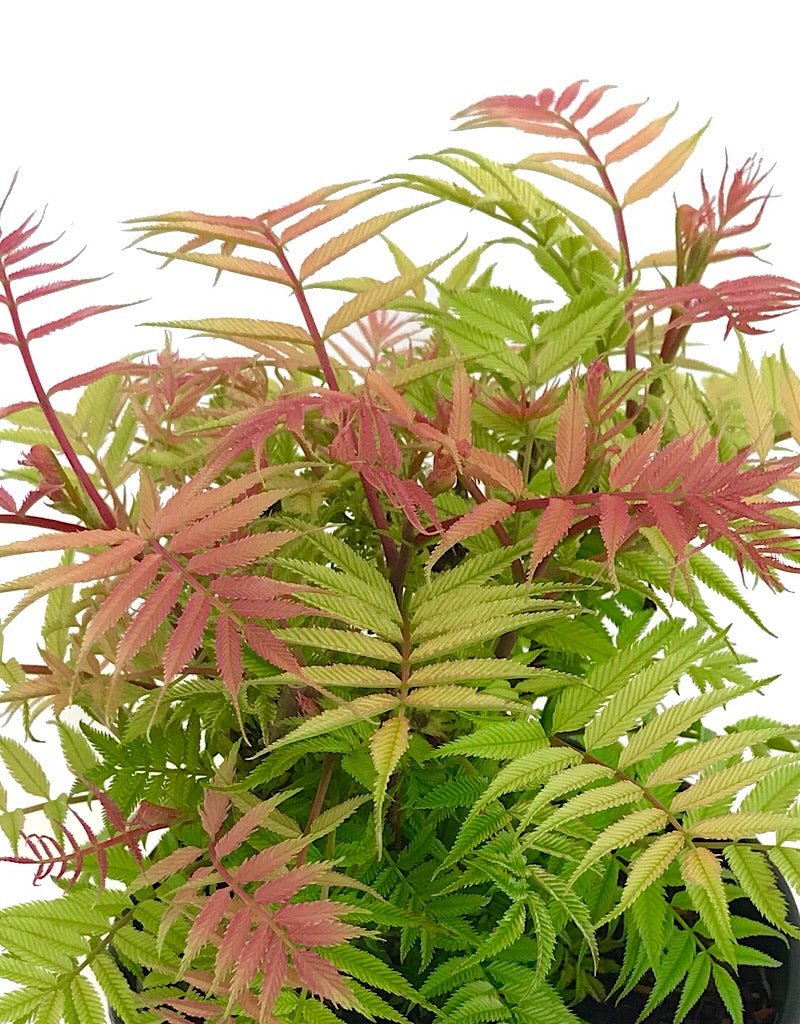 Sorbaria sorbifolia 'Sem' - The Garden Corner