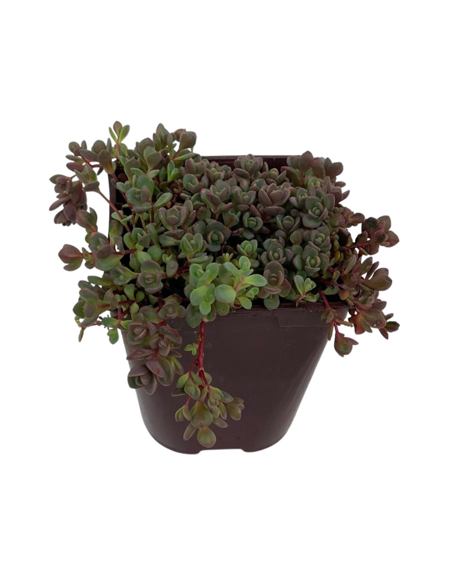 Sedum pluricaule 'Island of Sakhalin' 4 Inch - The Garden Corner