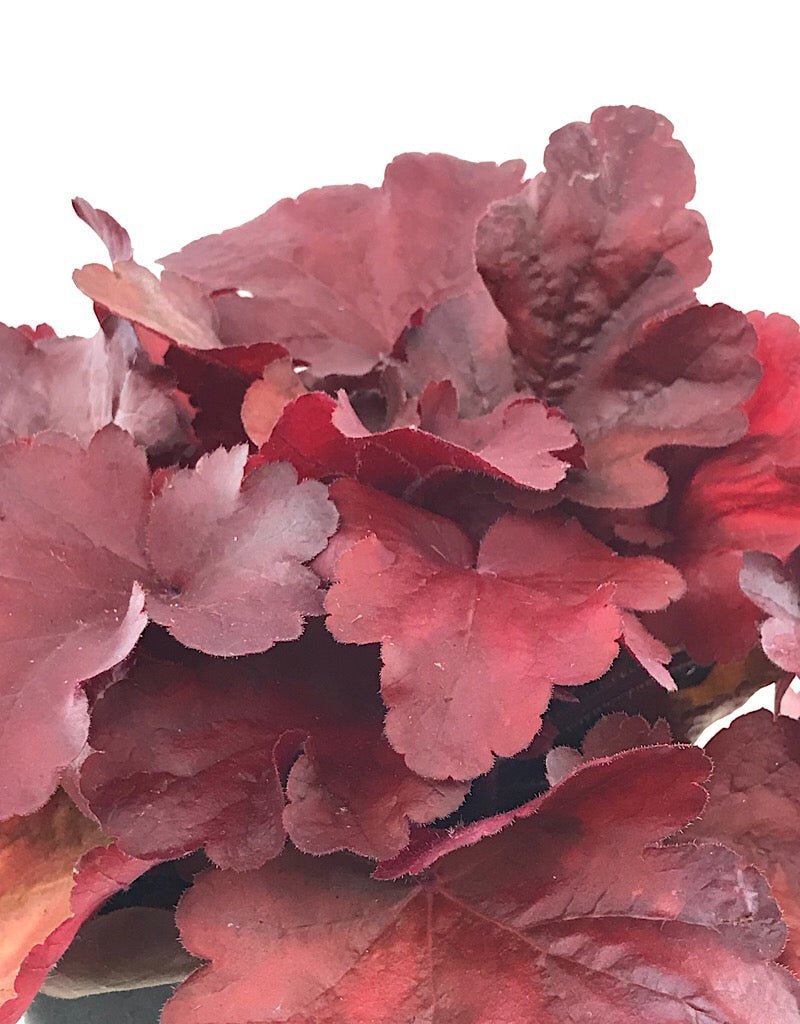 Heuchera 'Fire Alarm' - The Garden Corner