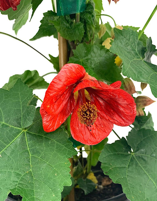 Abutilon 'Strybing Red' 1 Gallon - The Garden Corner