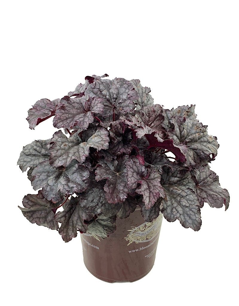 Heuchera 'Plum Pudding' - Perennials
