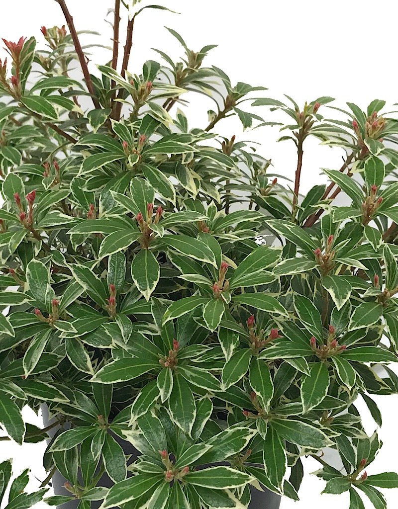 Pieris japonica 'Little Heath' 1 gal - The Garden Corner