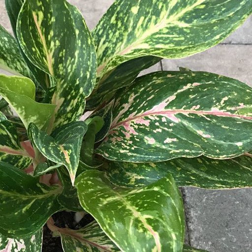 Aglaonema - 6 inch - The Garden Corner