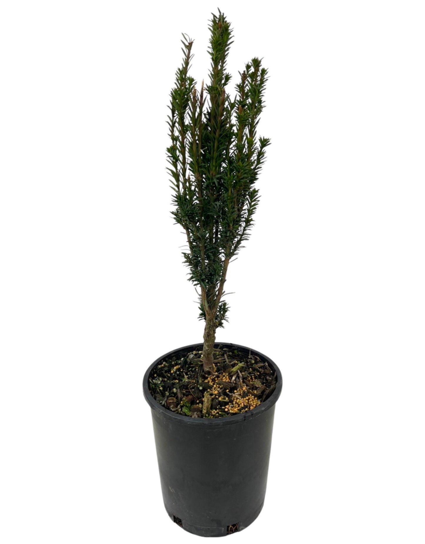 Taxus baccata 'Fastigiata Micro' - Shrubs