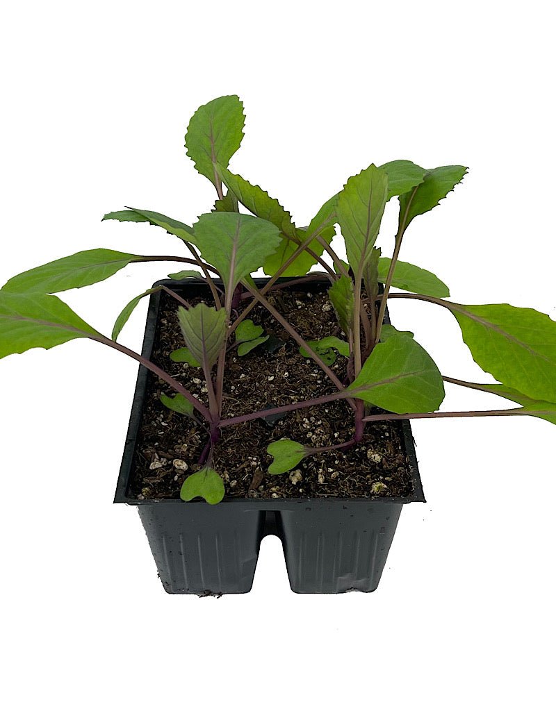 Cabbage 'Ruby Ball' Jumbo Traypack - The Garden Corner