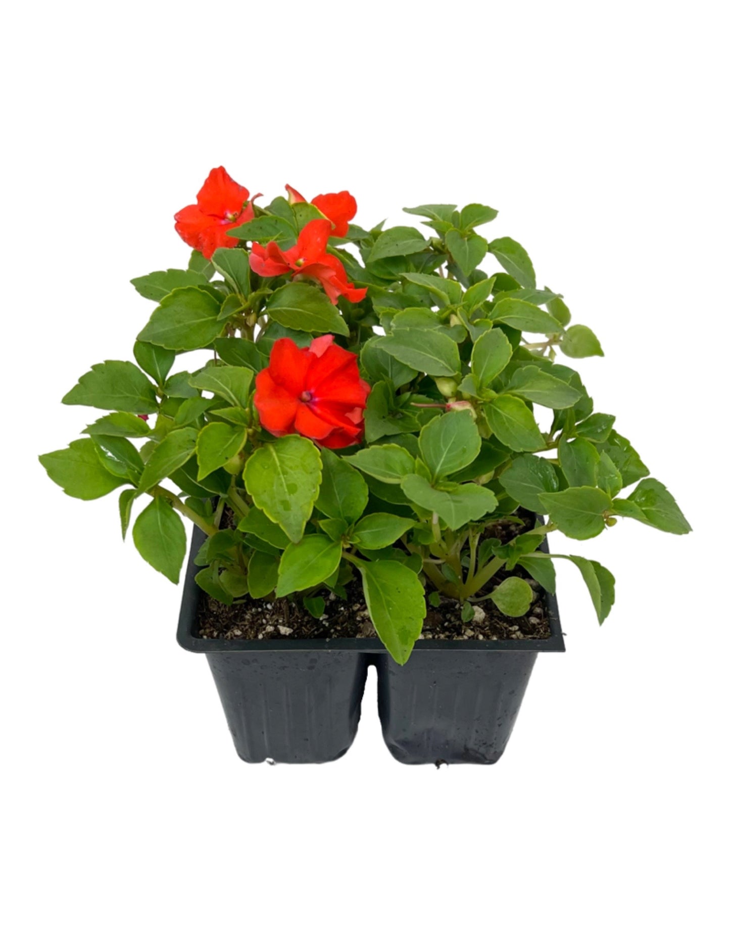 Impatiens 'Beacon Orange' - The Garden Corner