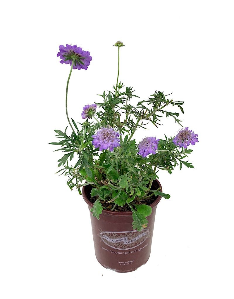 Scabiosa columbaria 'Butterfly Blue' - Perennials