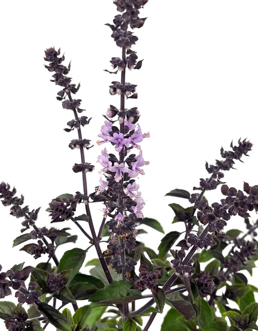 Basil 'Magic Mountain' - The Garden Corner