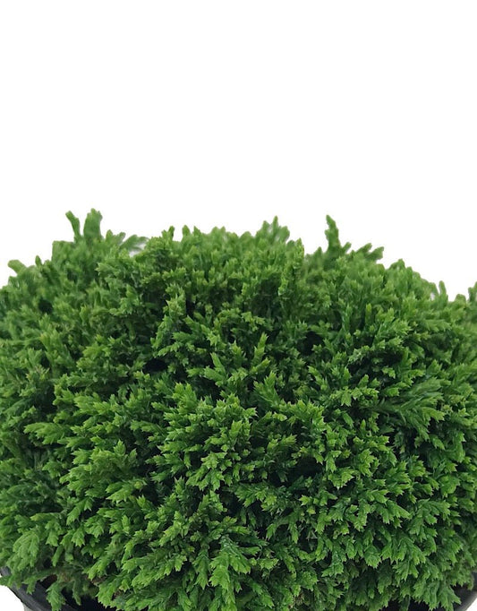 Chamaecyparis pisifera 'Tsukumo' 4 Inch - The Garden Corner