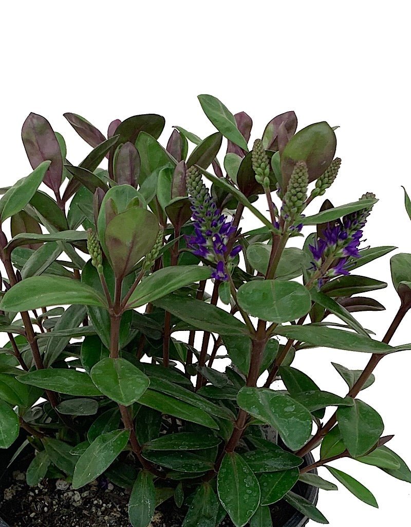 Hebe 'Amy' - Shrubs