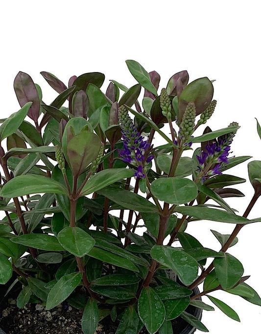 Hebe 'Amy' - The Garden Corner