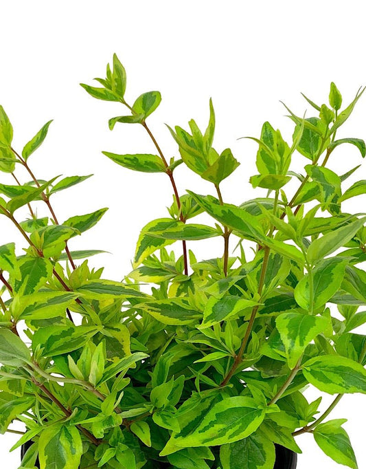 Abelia grandiflora 'Kaleidoscope' - The Garden Corner