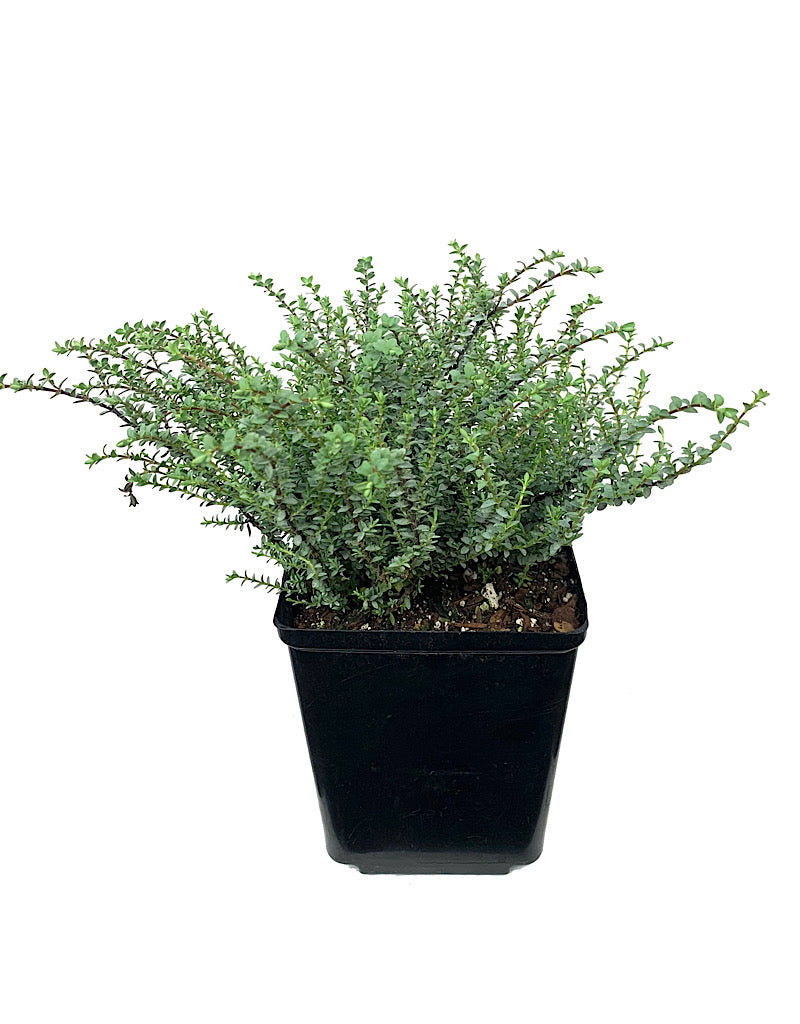 Hebe pimeleoides 'Quicksilver' - Shrubs