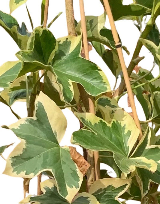 Fatshedera lizei 'Angyo Star' - The Garden Corner