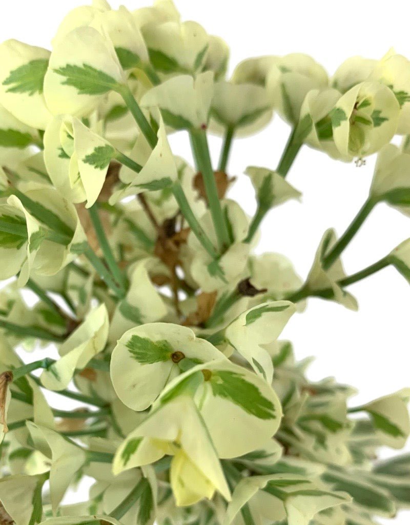 Euphorbia 'Tasmanian Tiger' - Perennials