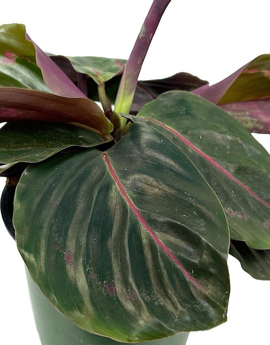 Calathea roseopicta 'Dottie' 4 Inch - The Garden Corner