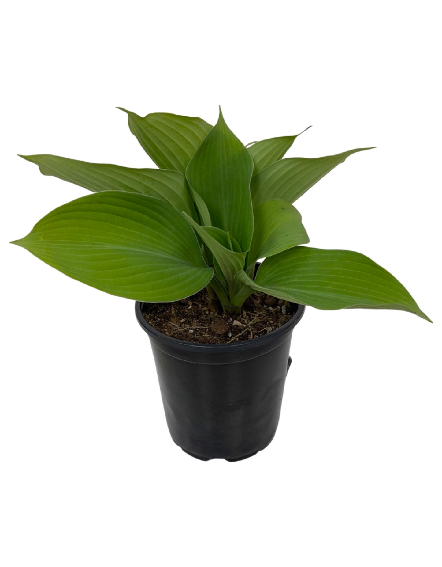 Hosta 'Blue Angel' Quart