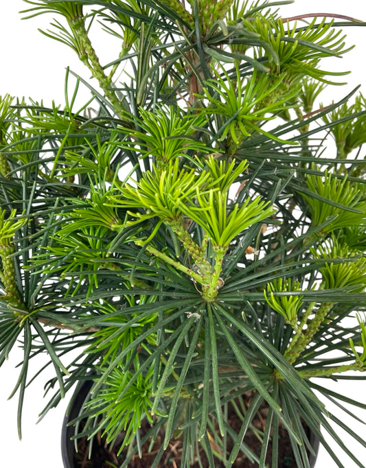 Sciadopitys verticillata 'Propeller' - The Garden Corner