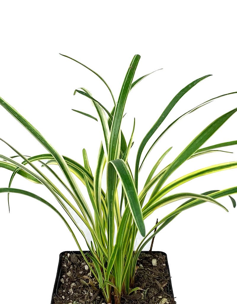 Liriope muscari 'Silvery Sunproof' - The Garden Corner