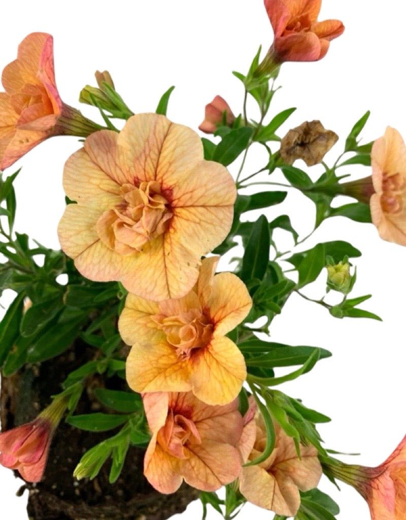 Calibrachoa 'Superbells Double Amber' - The Garden Corner