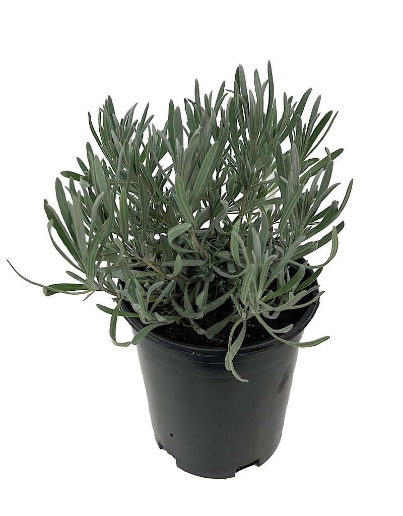 Lavandula x intermedia 'Alba'