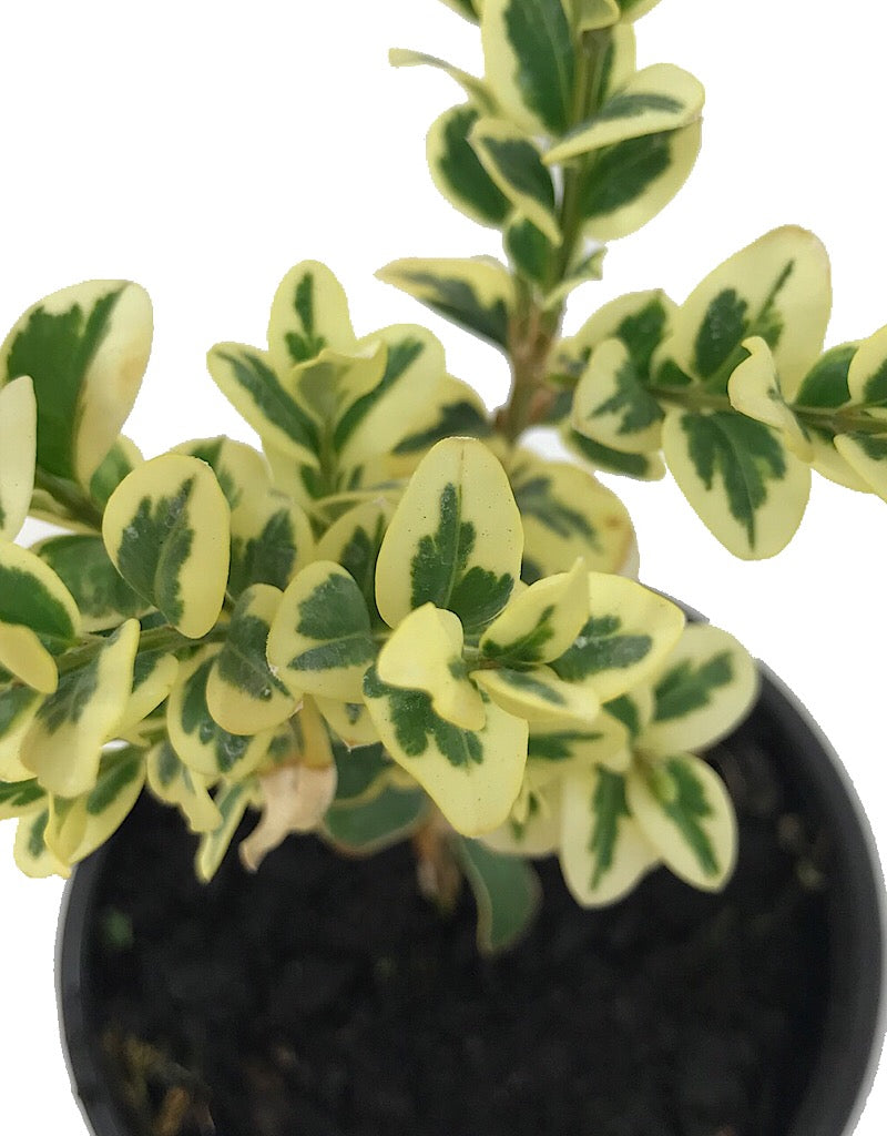 Buxus sempervirens 'Aureo variegata' - 4 inch