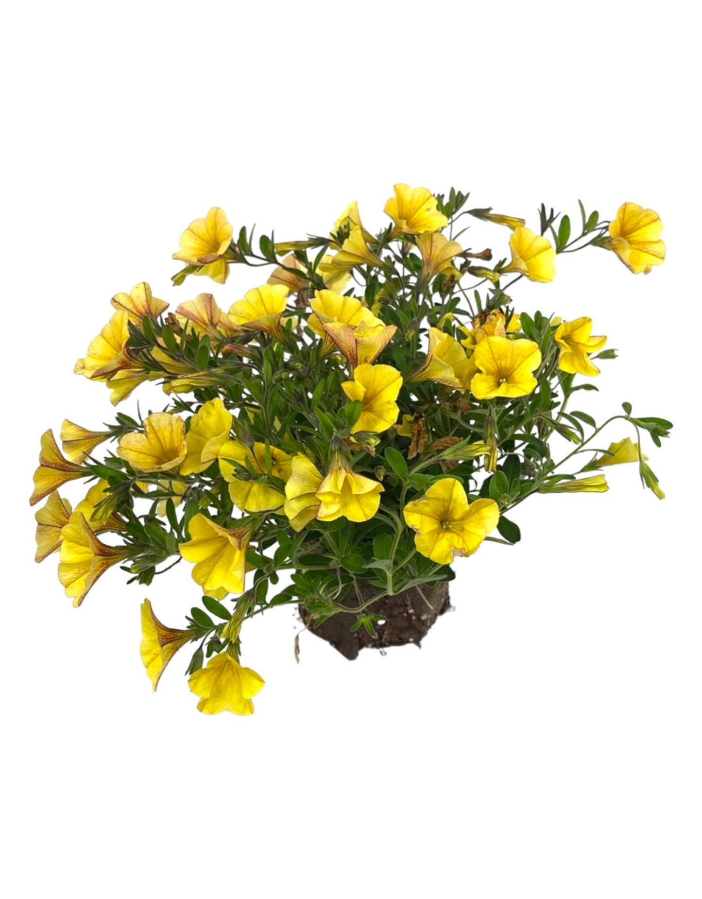 Calibrachoa 'Bloomtastic Yellow' - The Garden Corner