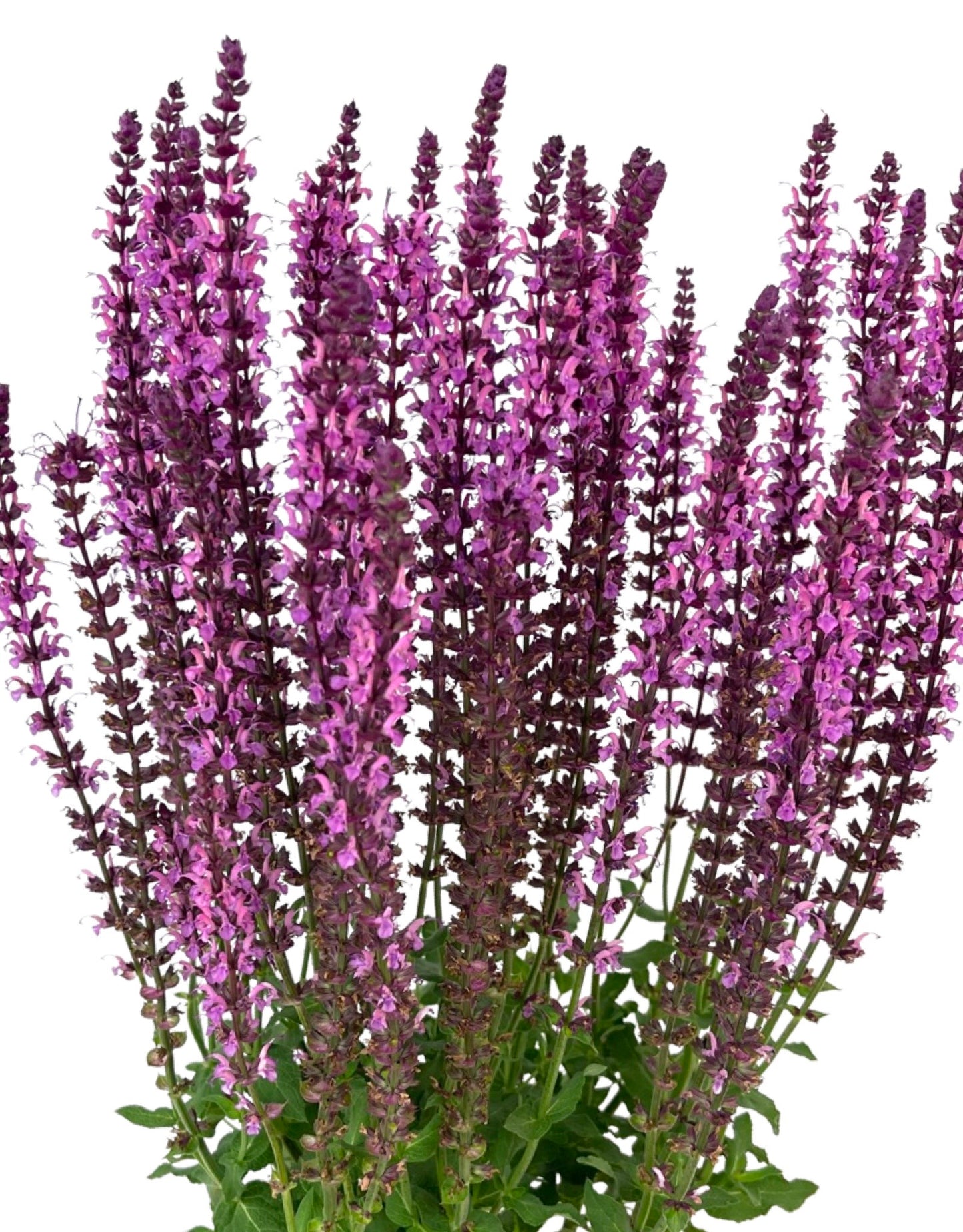 Salvia 'Sixteen Candles' 1 Gallon - The Garden Corner
