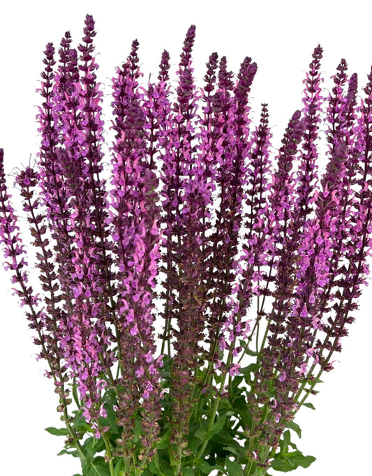 Salvia 'Sixteen Candles' 1 Gallon - The Garden Corner