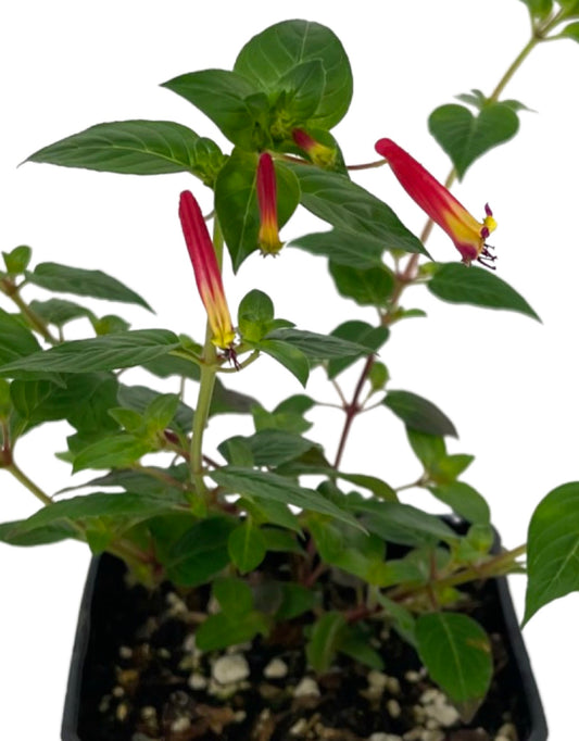 Cuphea 'Hummingbirds Lunch' 4 Inch - The Garden Corner