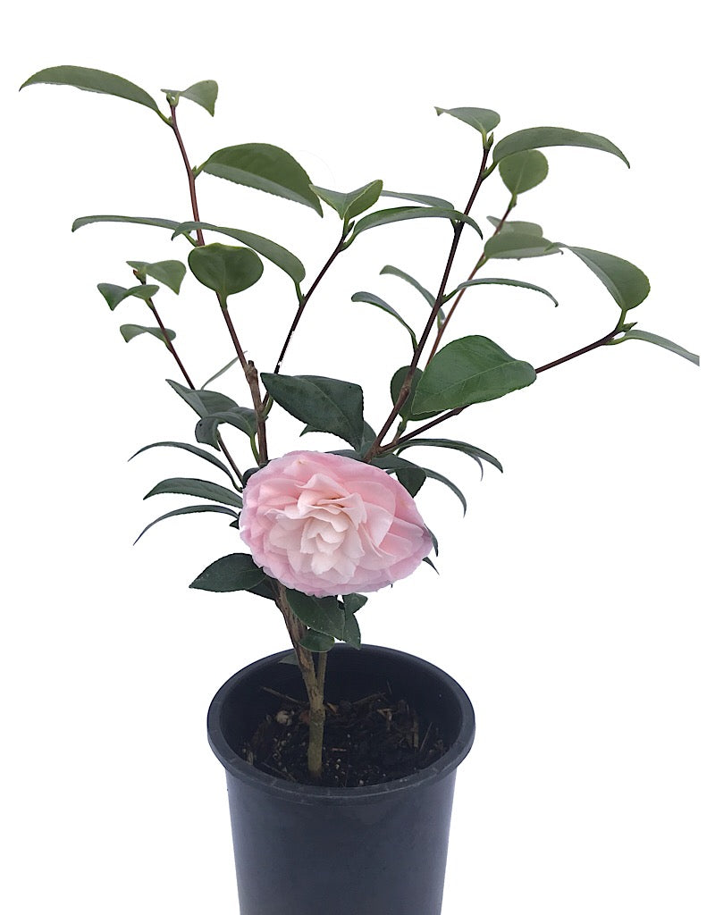 Camellia 'Nuccio's Pearl' 1 gal