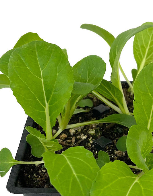 Specialty Greens 'Pak Choi Joi Choi' Jumbo Traypack - The Garden Corner