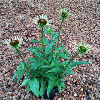 Echinacea 'Cheyenne Spirit' 1 gal